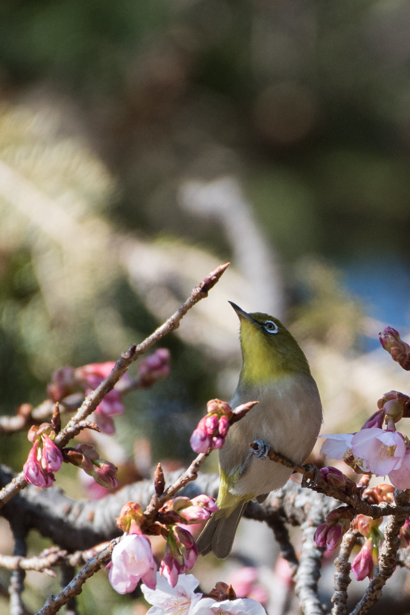 Photo of Warbling White-eye at Shinjuku Gyoen National Garden by ninjya