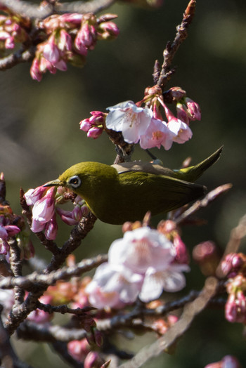 Warbling White-eye Shinjuku Gyoen National Garden Sun, 2/3/2019