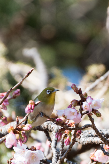 Warbling White-eye Shinjuku Gyoen National Garden Sun, 2/3/2019