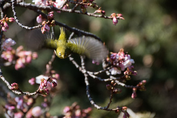 Warbling White-eye Shinjuku Gyoen National Garden Sun, 2/3/2019