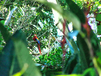 Scarlet Macaw