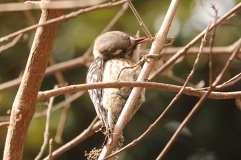 2019年2月8日(金) 三ツ池公園(横浜市鶴見区)の野鳥観察記録