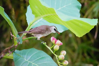 メグロヒヨドリ シンガポール植物園 2019年1月27日(日)