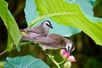 メグロヒヨドリ シンガポール植物園 2019年1月27日(日)