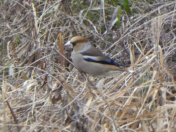 2019年2月9日(土) 境川(境橋付近)の野鳥観察記録