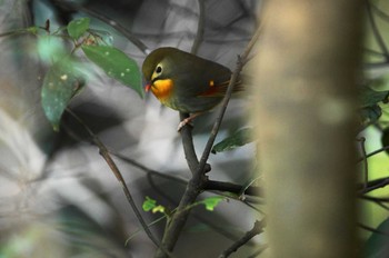 ソウシチョウ 陣馬山 2019年2月3日(日)