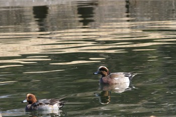 アメリカヒドリ 昭和記念公園 2019年2月3日(日)