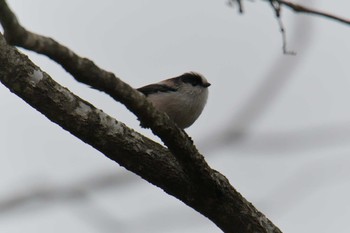 Sat, 2/9/2019 Birding report at Mie-ken Ueno Forest Park