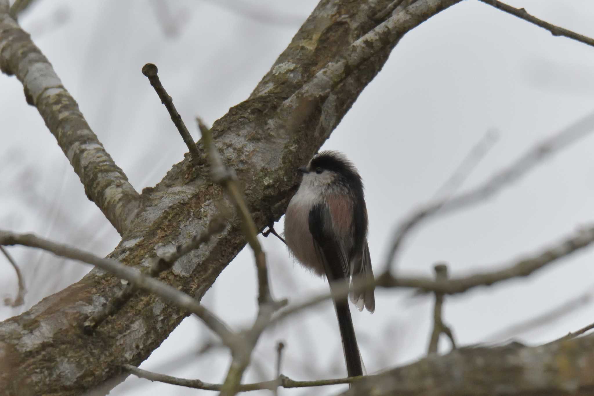 Long-tailed Tit