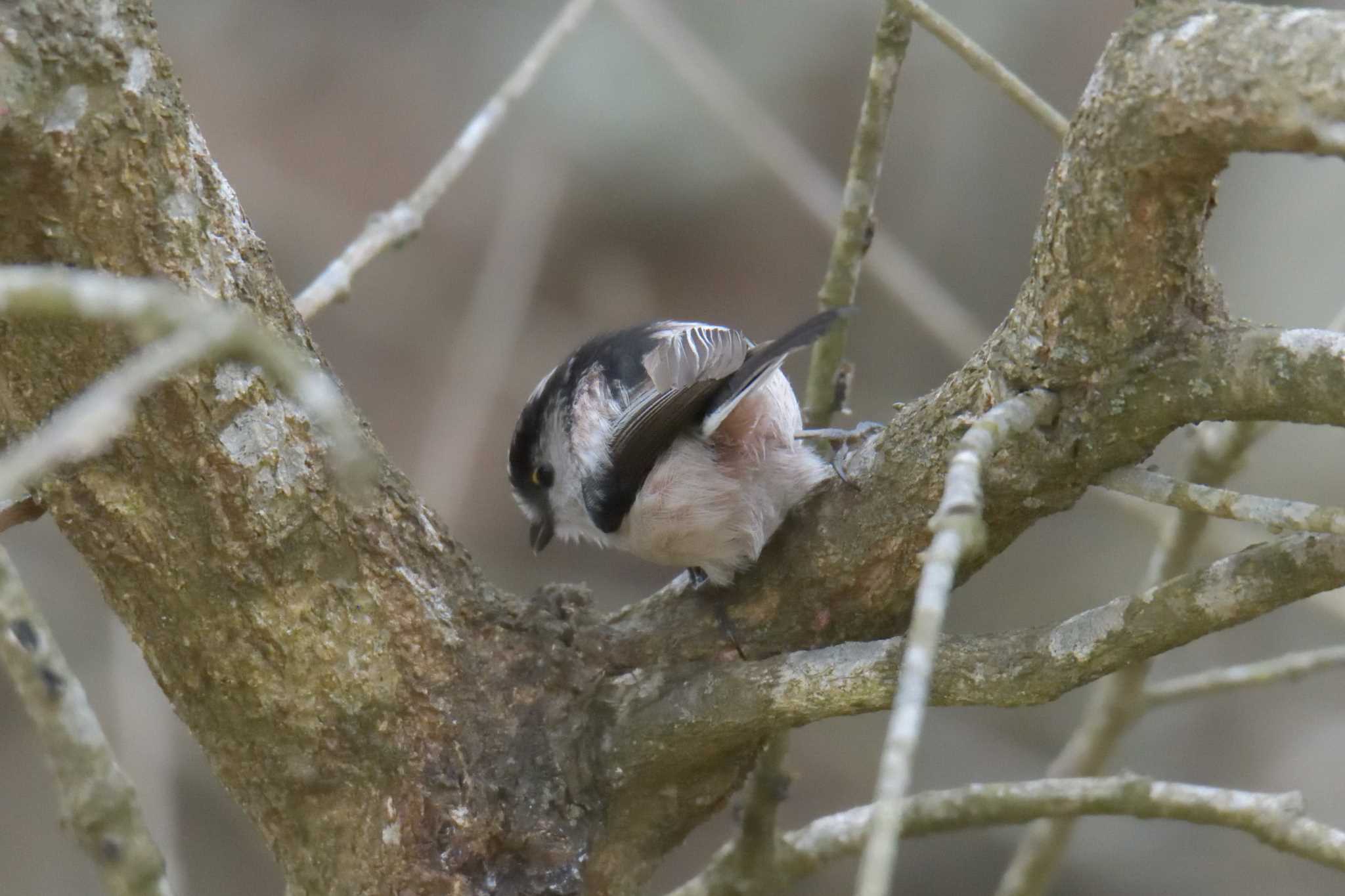 Photo of Long-tailed Tit at Mie-ken Ueno Forest Park by masatsubo