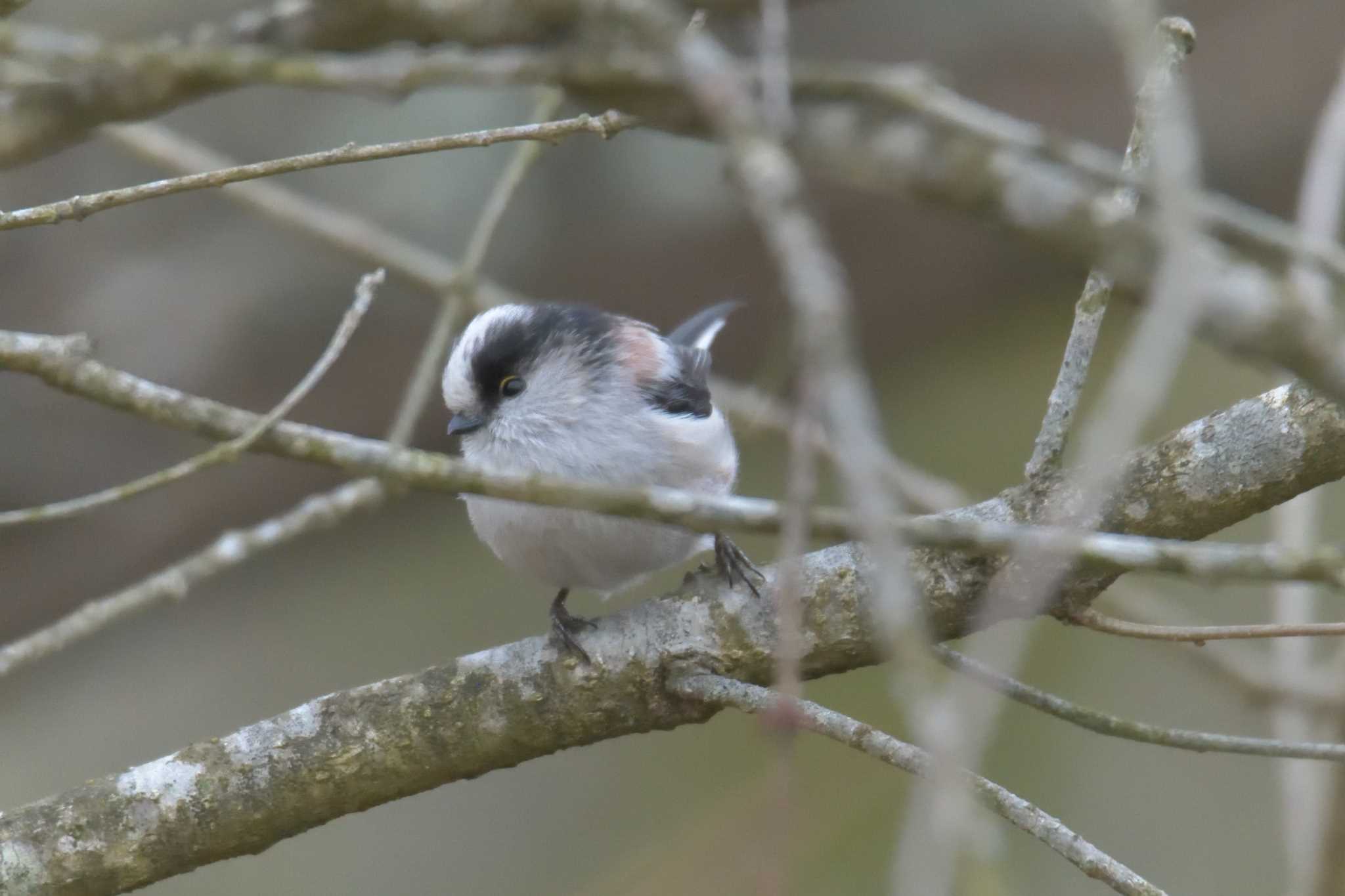 Long-tailed Tit