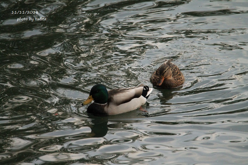 Photo of Mallard at 広瀬川 by ta@ta