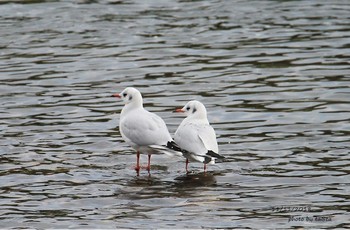 ユリカモメ 広瀬川 2018年11月11日(日)