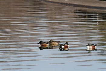 ハシビロガモ 昭和記念公園 2019年2月3日(日)