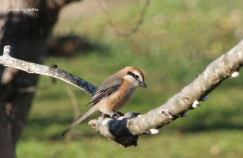 Bull-headed Shrike 水の森 Sun, 12/2/2018