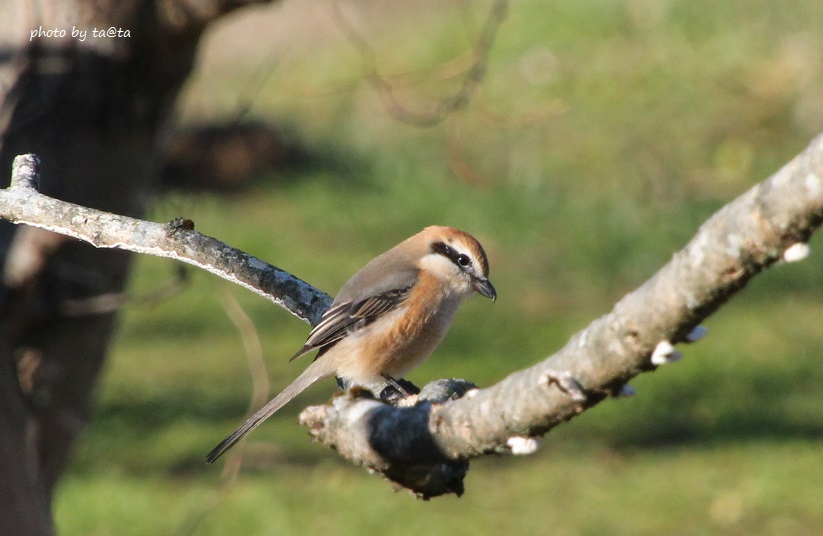 Photo of Bull-headed Shrike at 水の森 by ta@ta