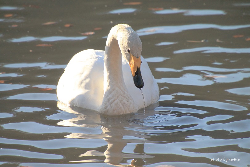 Photo of Whooper Swan at 水の森 by ta@ta