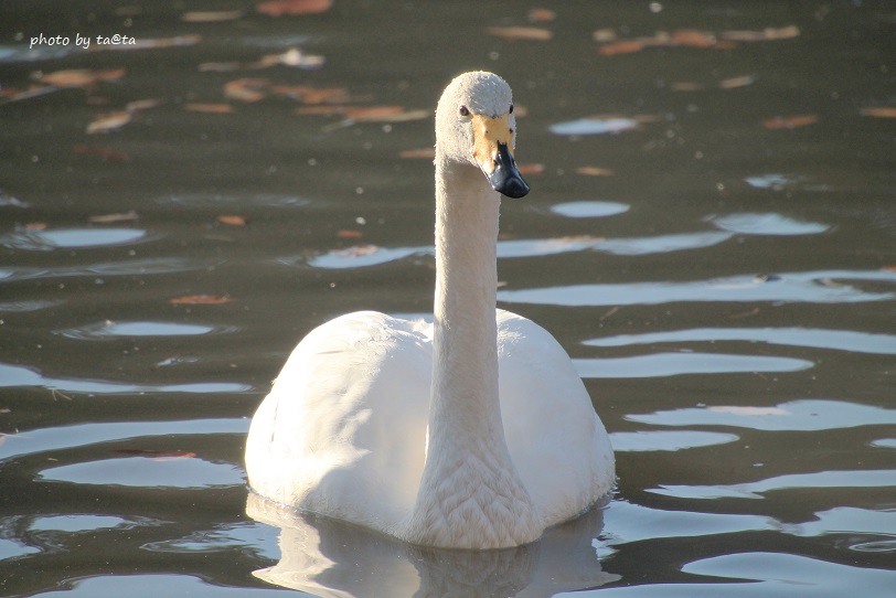 Photo of Whooper Swan at 水の森 by ta@ta