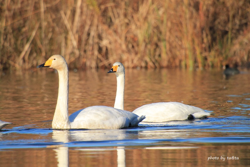 Photo of Whooper Swan at 水の森 by ta@ta