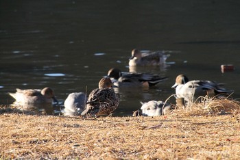 Northern Pintail 水の森 Sun, 12/2/2018