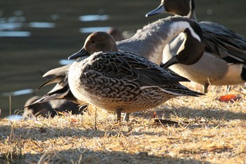 オナガガモ 水の森 2018年12月2日(日)