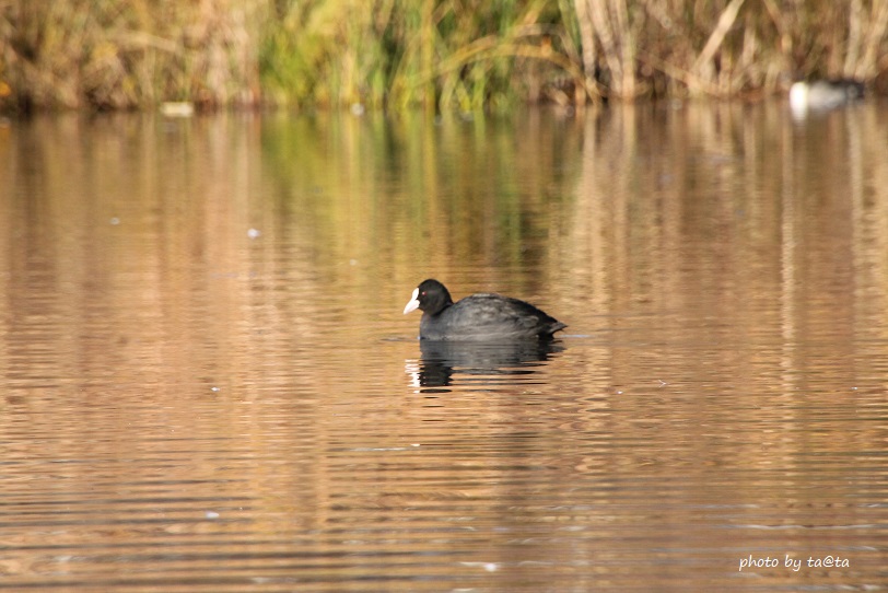 Photo of Common Moorhen at 水の森 by ta@ta