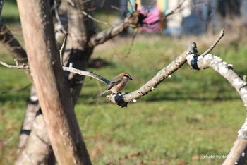 Bull-headed Shrike 水の森 Sun, 12/2/2018