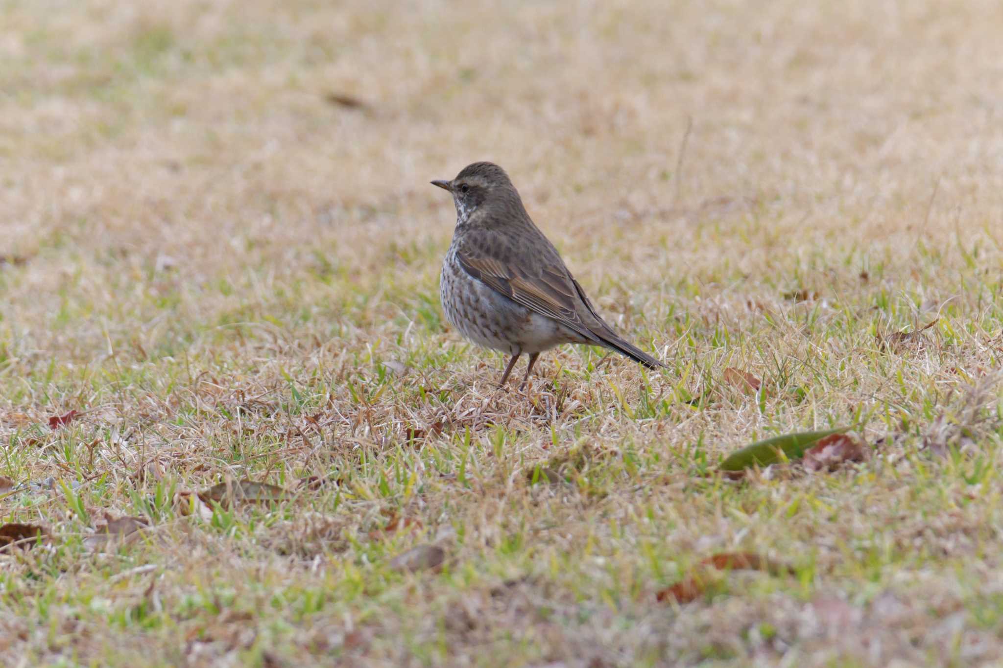 Dusky Thrush