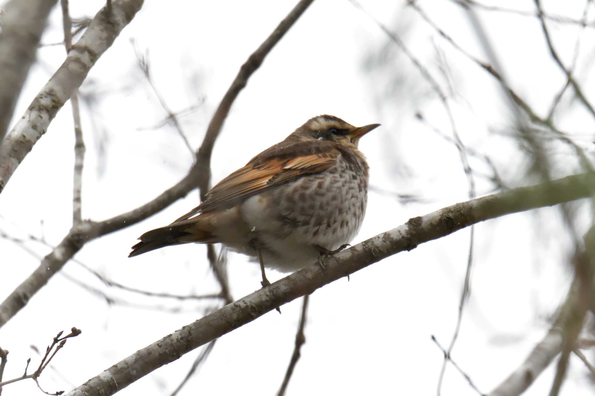Photo of Dusky Thrush at Mie-ken Ueno Forest Park by masatsubo