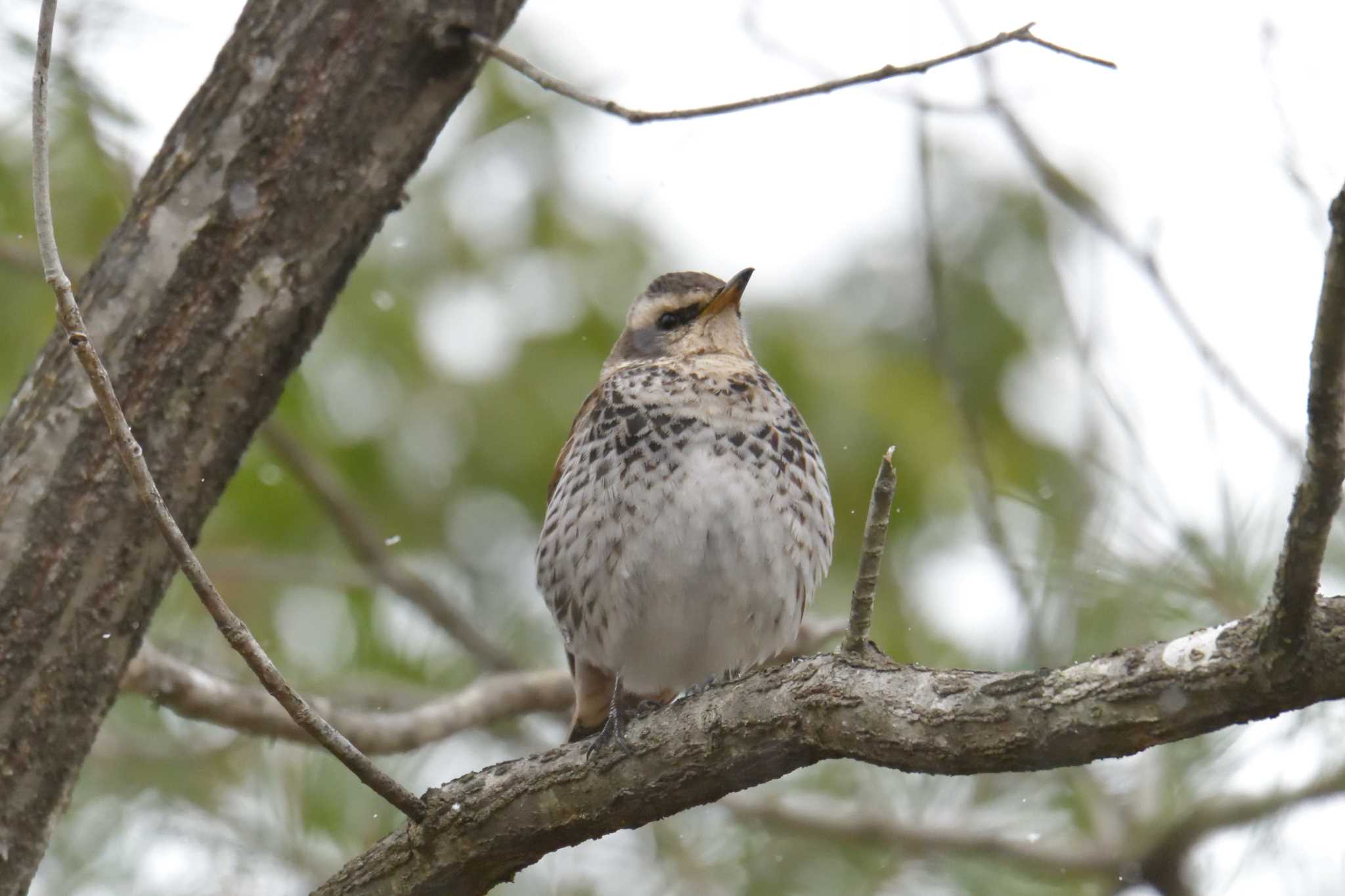 Dusky Thrush