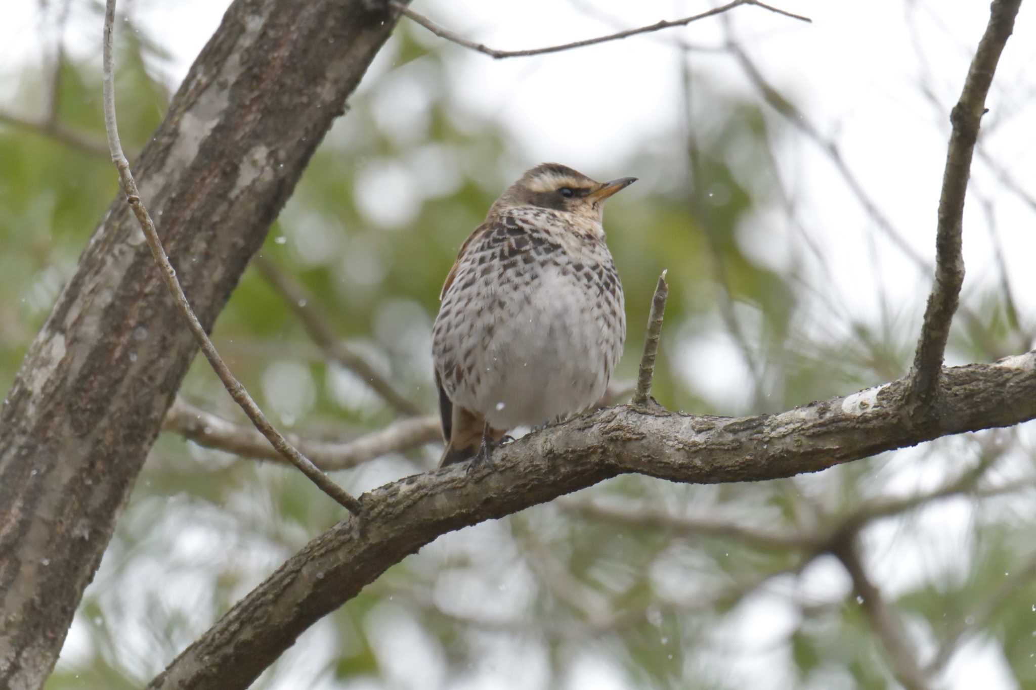 Dusky Thrush