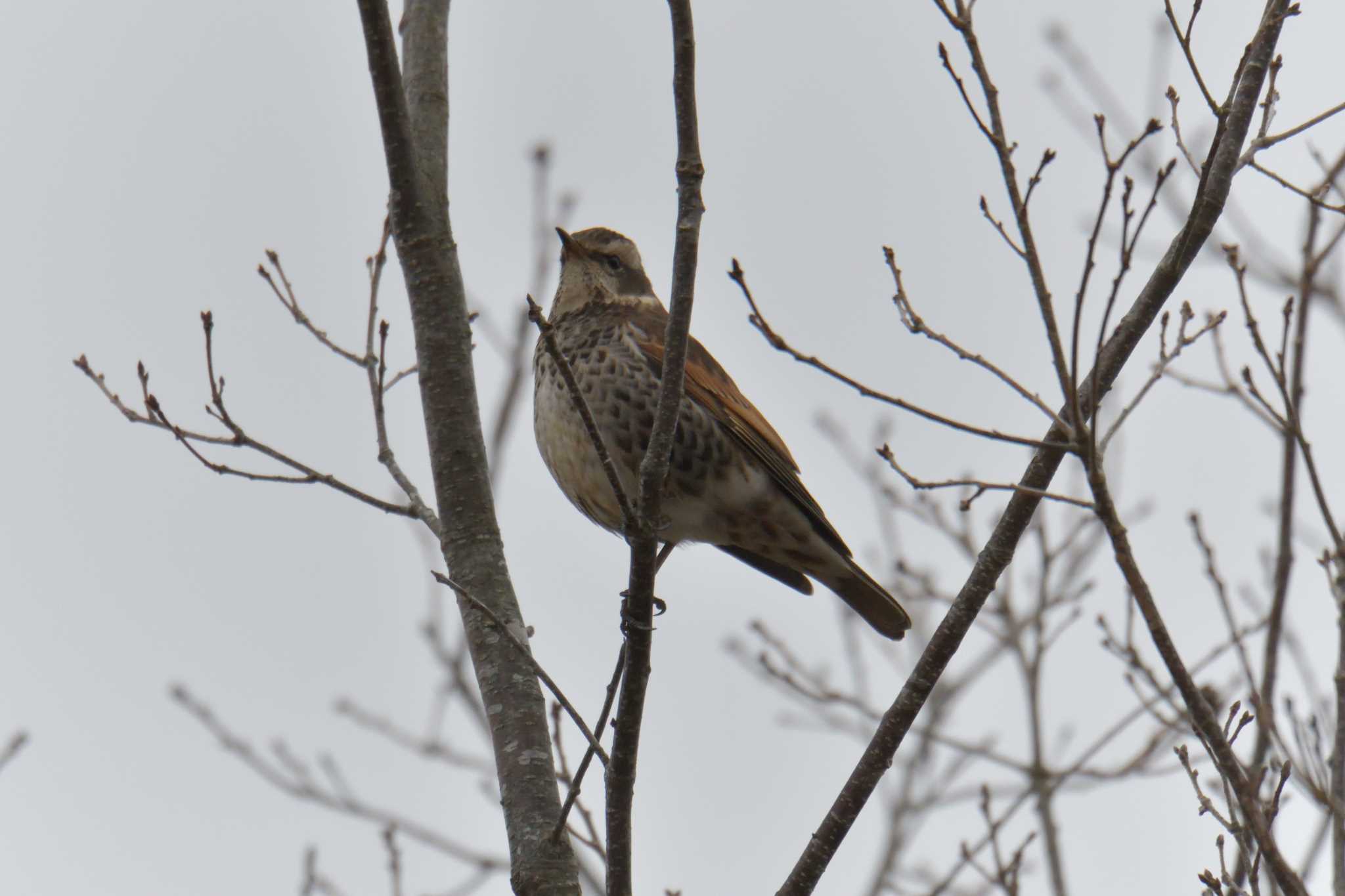 Photo of Dusky Thrush at Mie-ken Ueno Forest Park by masatsubo