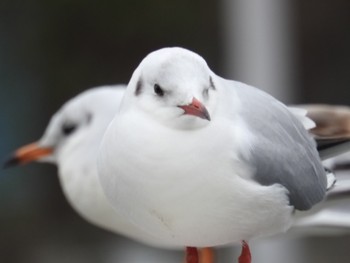 ユリカモメ 界川 2019年2月9日(土)