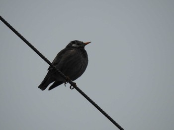 White-cheeked Starling 鴨川デルタ Sat, 2/9/2019