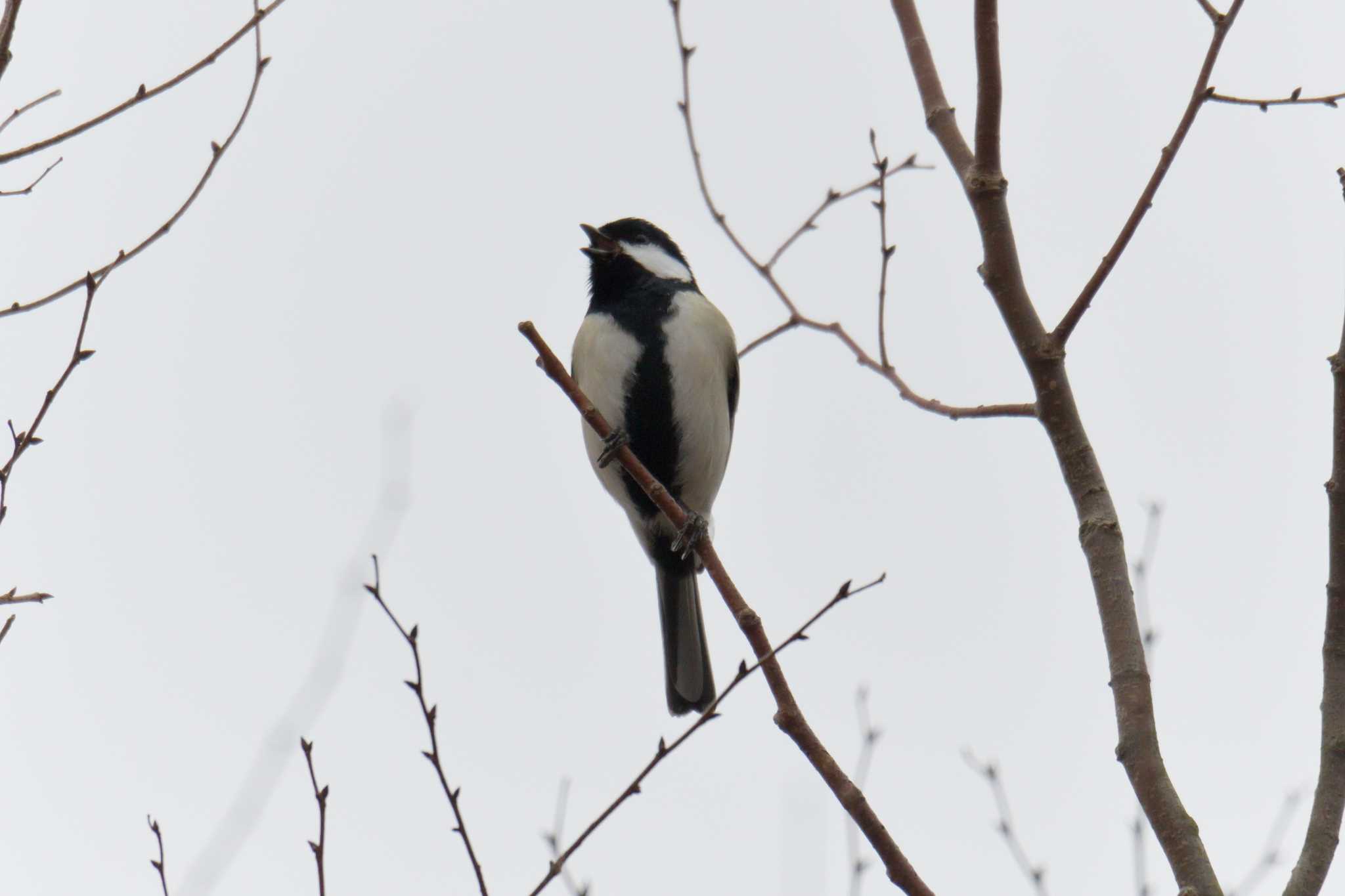 Photo of Japanese Tit at Mie-ken Ueno Forest Park by masatsubo