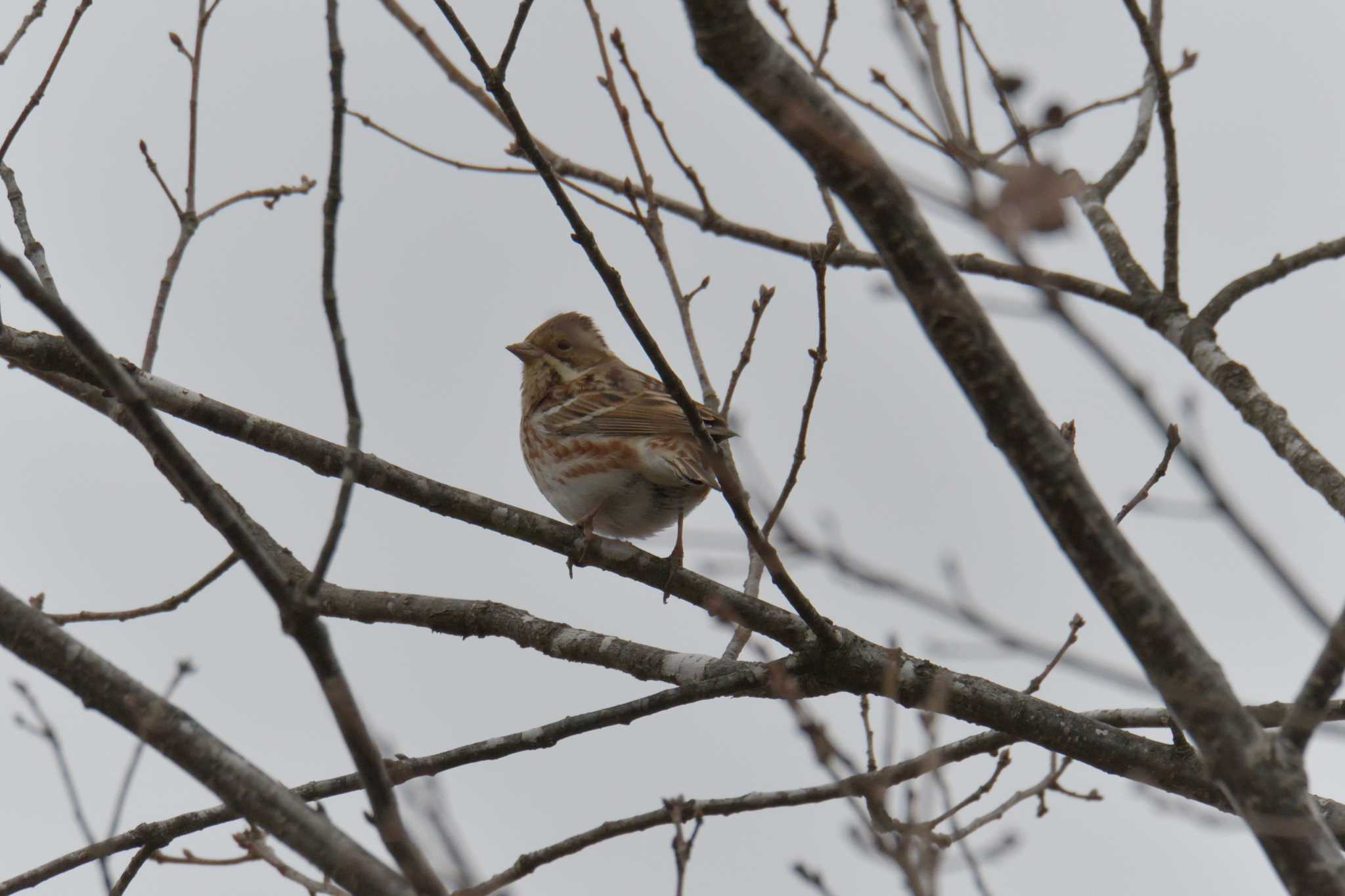 Rustic Bunting