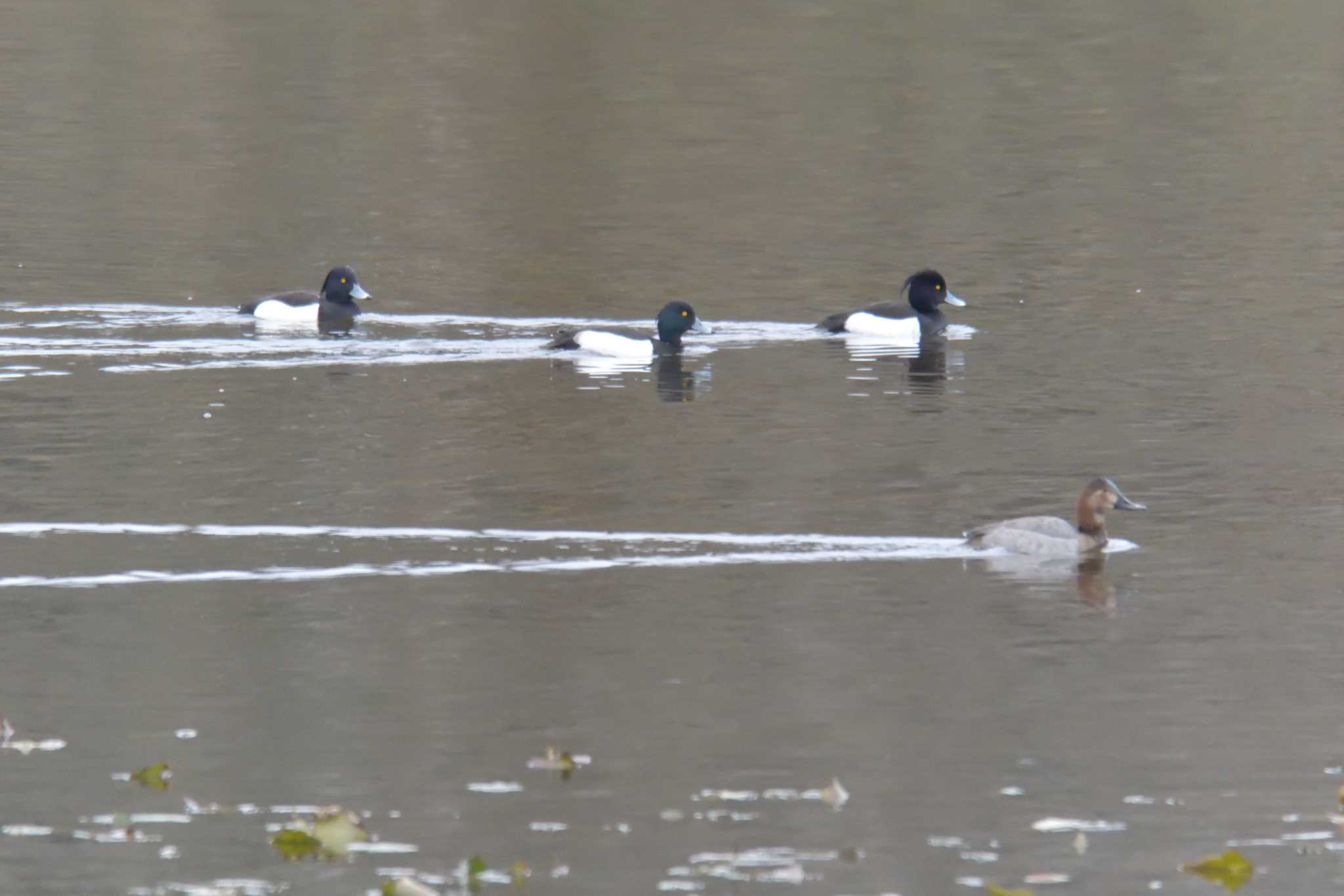 Tufted Duck