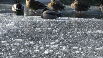 Mallard Tomakomai Experimental Forest Sat, 2/9/2019