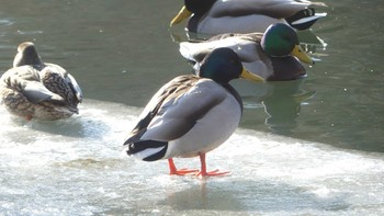 Mallard Tomakomai Experimental Forest Sat, 2/9/2019