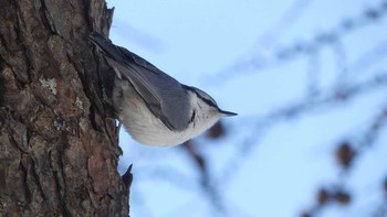 Eurasian Nuthatch(asiatica) Tomakomai Experimental Forest Sat, 2/9/2019