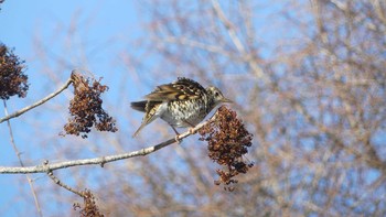 White's Thrush Tomakomai Experimental Forest Sat, 2/9/2019