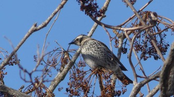 Dusky Thrush Tomakomai Experimental Forest Sat, 2/9/2019