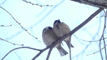 Eurasian Tree Sparrow Tomakomai Experimental Forest Sat, 2/9/2019
