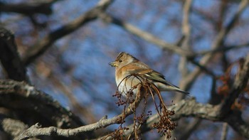 Brambling Tomakomai Experimental Forest Sat, 2/9/2019