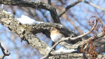 Brambling Tomakomai Experimental Forest Sat, 2/9/2019