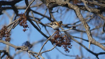 Brambling Tomakomai Experimental Forest Sat, 2/9/2019