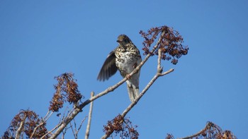 White's Thrush Tomakomai Experimental Forest Sat, 2/9/2019