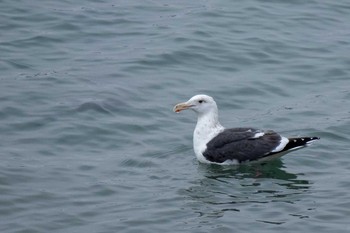 2019年2月9日(土) 宮城県本吉郡南三陸町志津川の野鳥観察記録