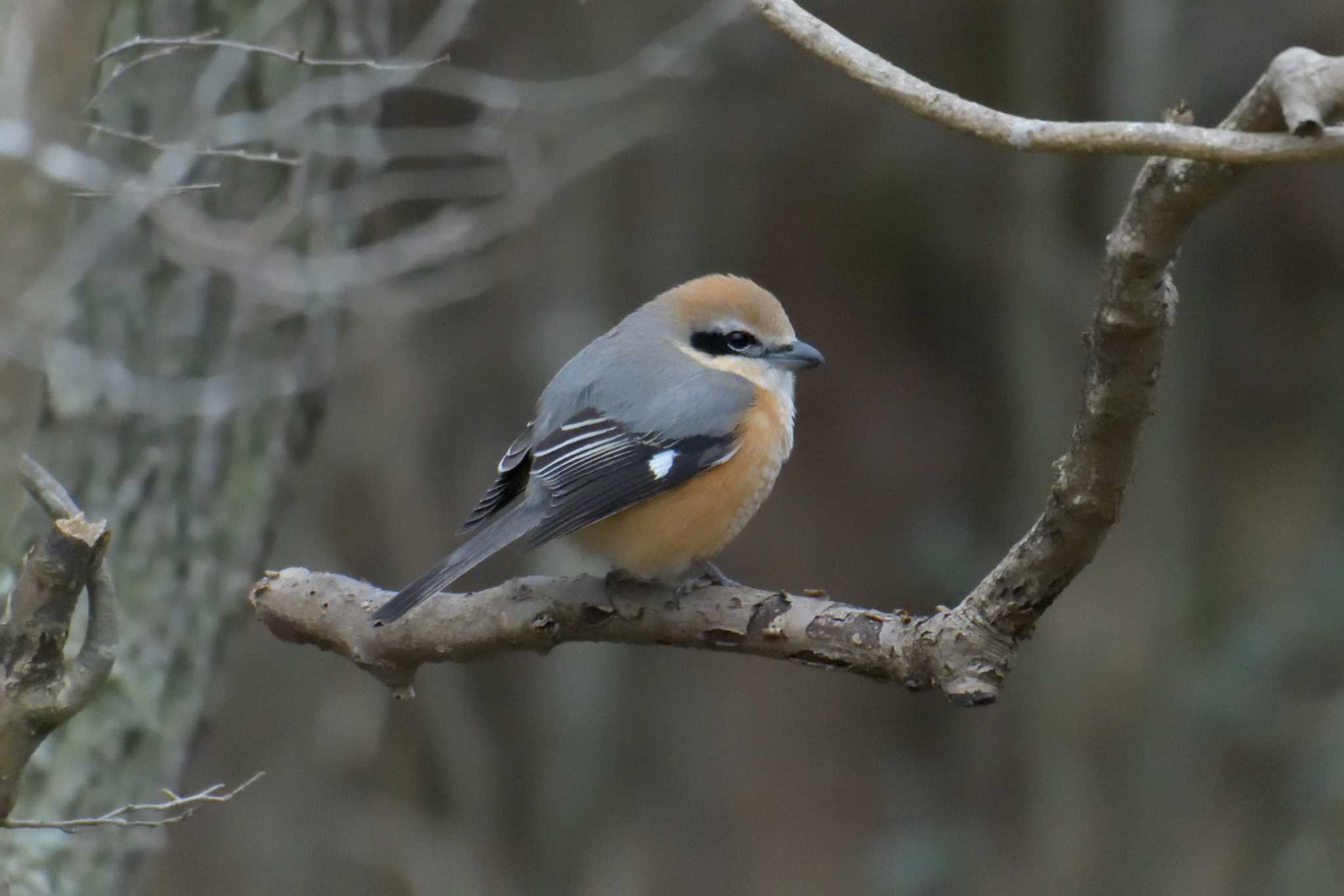 Bull-headed Shrike