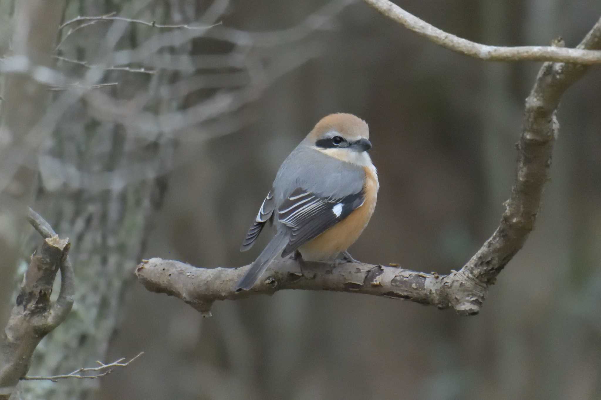 Bull-headed Shrike